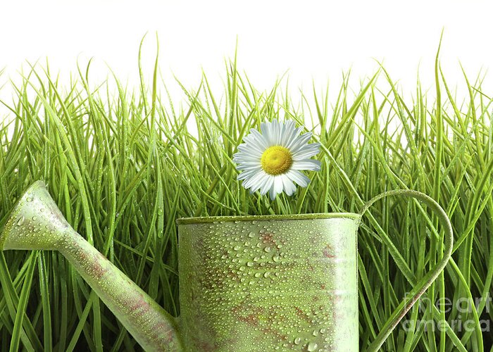 Backyard Greeting Card featuring the photograph Small watering can with tall grass against white by Sandra Cunningham