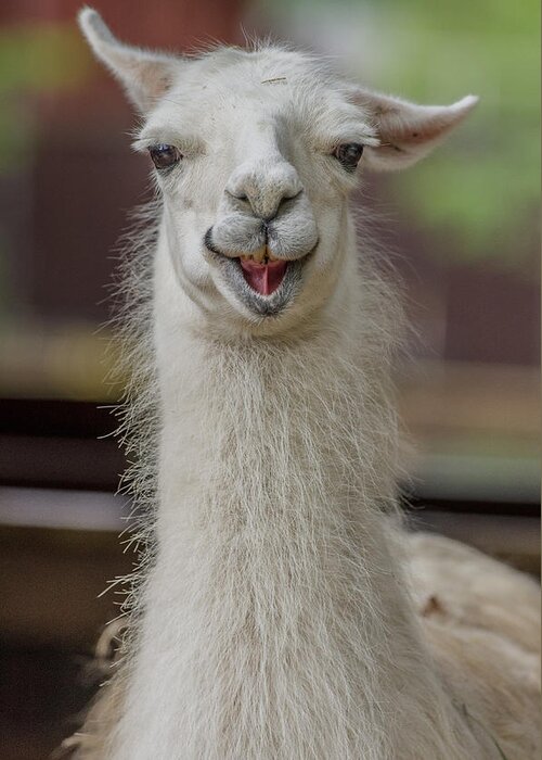 Alpaca Greeting Card featuring the photograph Smiling Alpaca by Greg Nyquist