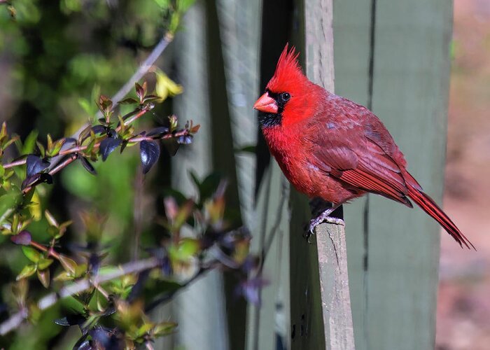 Smiling Cardinal Greeting Card featuring the photograph Smiling Cardinal by Bellesouth Studio