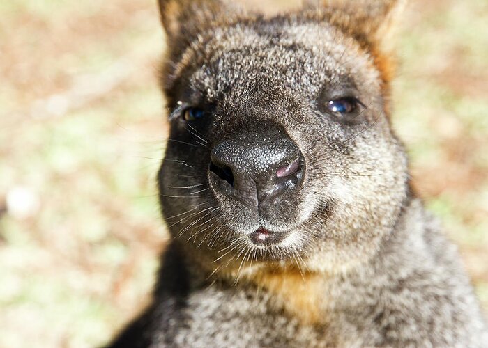 Wildlife Greeting Card featuring the photograph Smitten by Miroslava Jurcik