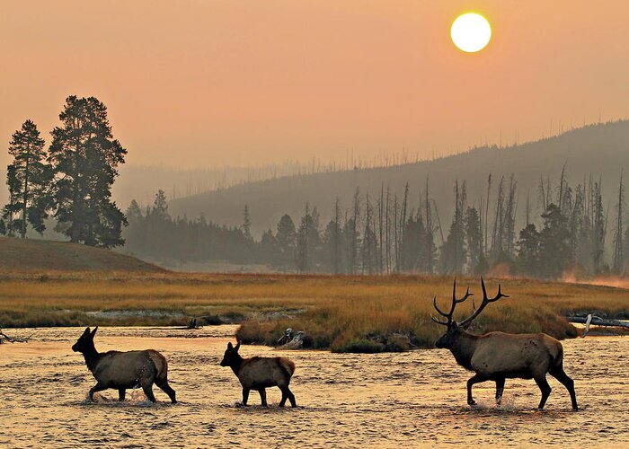 Elk Greeting Card featuring the photograph Smokey Elk Crossing by Wesley Aston