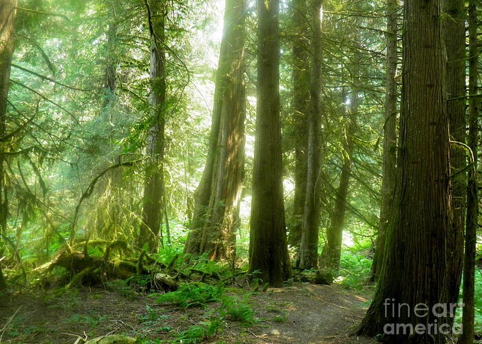 Forest Trees Green Sunlight Brown Yellow White Dark Light Shadow Landscape Trails Smoke Sun Summer Bright Airy Verdant Greeting Card featuring the photograph Smokey Forest by Ida Eriksen