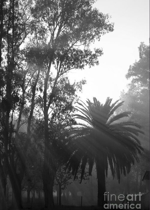 Black And White Landscape Greeting Card featuring the photograph Smoky Morning Trees by Balanced Art