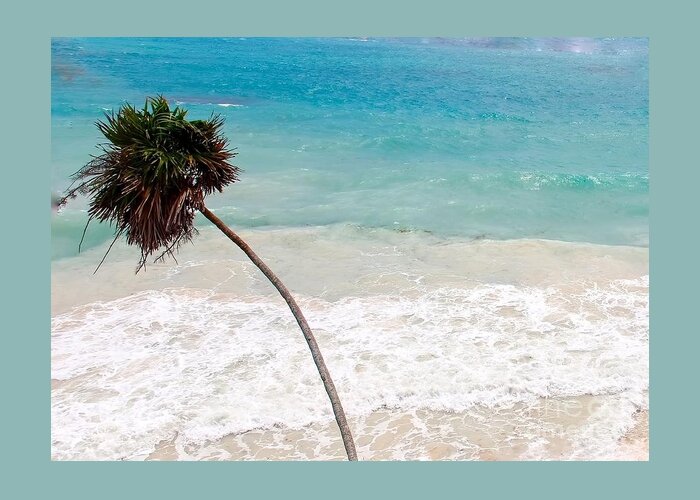 Palm Tree Greeting Card featuring the photograph Smola by Jody Frankel