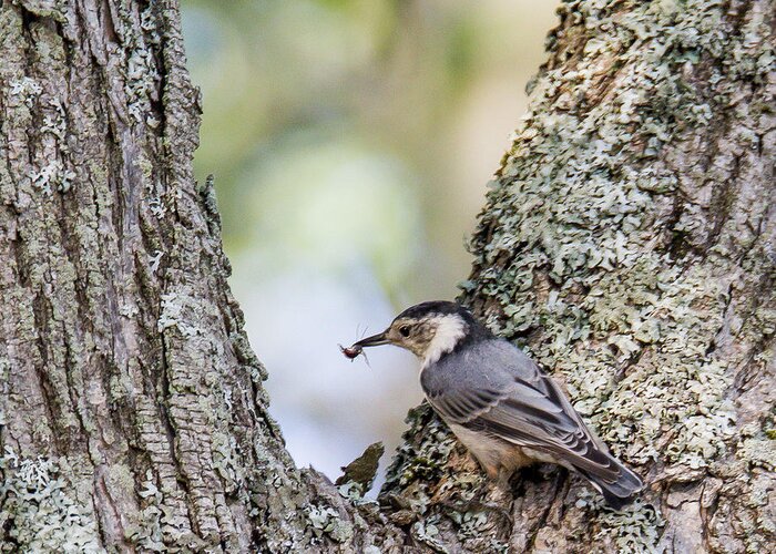 Nuthatch Greeting Card featuring the photograph Snack Time by Darryl Hendricks