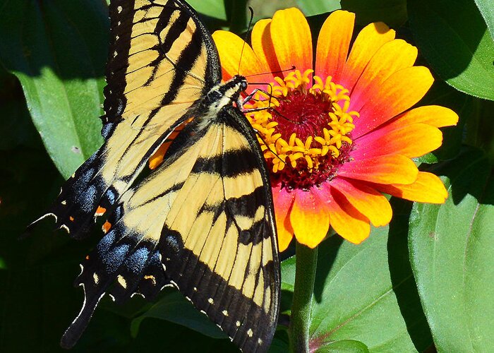 Butterfly Greeting Card featuring the photograph Snacking Tiger Swallowtail Butterfly by Kathy Kelly