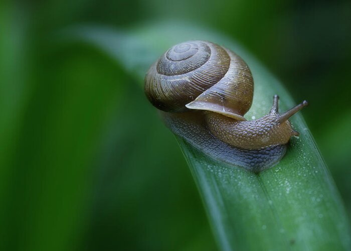 Snail Greeting Card featuring the photograph Snail In The Morning by Mike Eingle