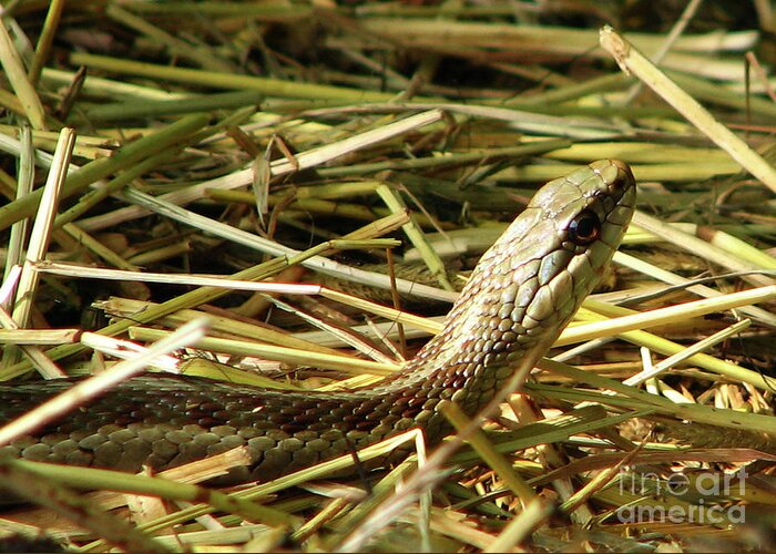 Snake Greeting Card featuring the photograph Snake in the Grass by Deborah Johnson