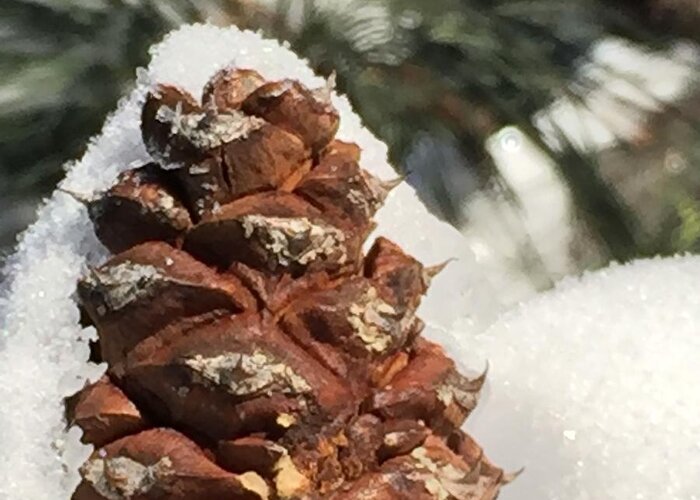 Pine Cone Greeting Card featuring the photograph Snow Blankie by Vonda Drees