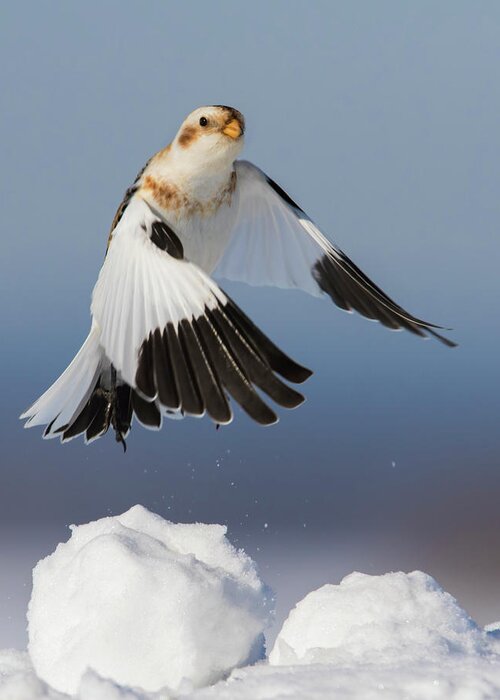 Bunting Greeting Card featuring the photograph Snow Bunting in Winter by Mircea Costina Photography