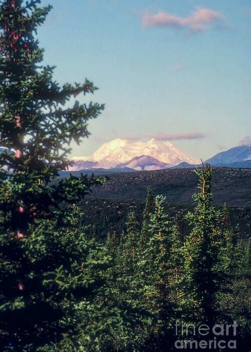 Denali National Park Greeting Card featuring the photograph Snow Covered Mt. McKinley by Bob Phillips