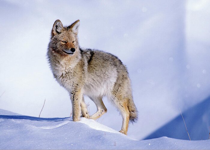 Nature Greeting Card featuring the photograph Snow Coyote Pose by Mark Miller