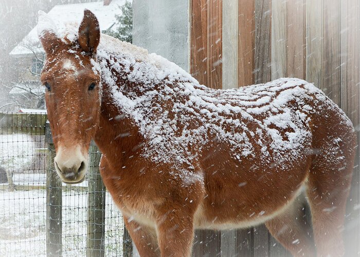 Mule Greeting Card featuring the photograph Snow Day for a Mule by Tana Reiff