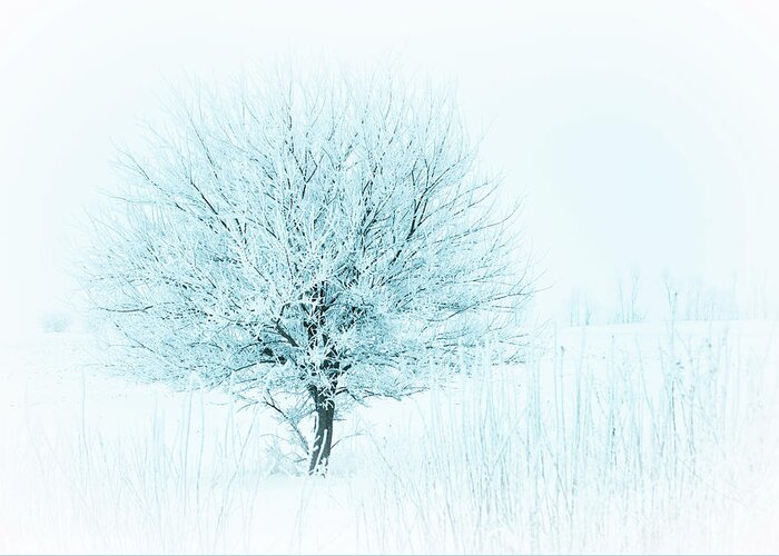 Winter Greeting Card featuring the photograph Snow Field Tree by Troy Stapek