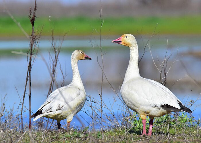 Geese Greeting Card featuring the photograph Snow Geese - 1 by Alan C Wade