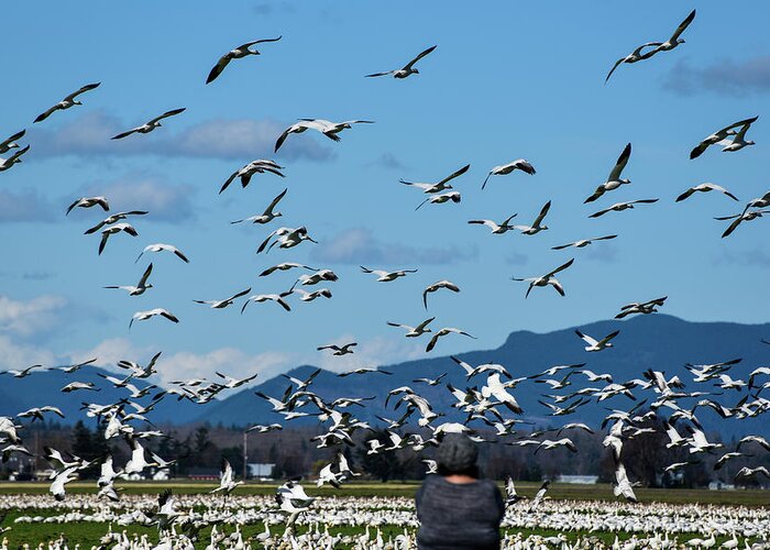 Snow Geese Rising Greeting Card featuring the photograph Snow Geese Rising by Tom Cochran