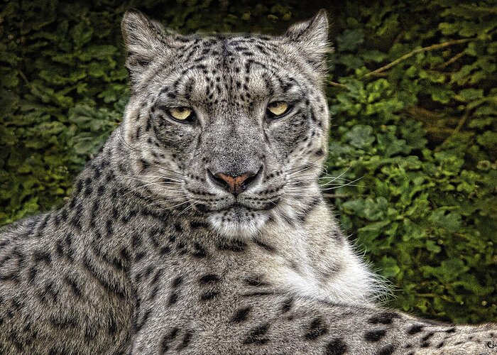 Snow Leopard Greeting Card featuring the photograph Snow Leopard by Chris Lord