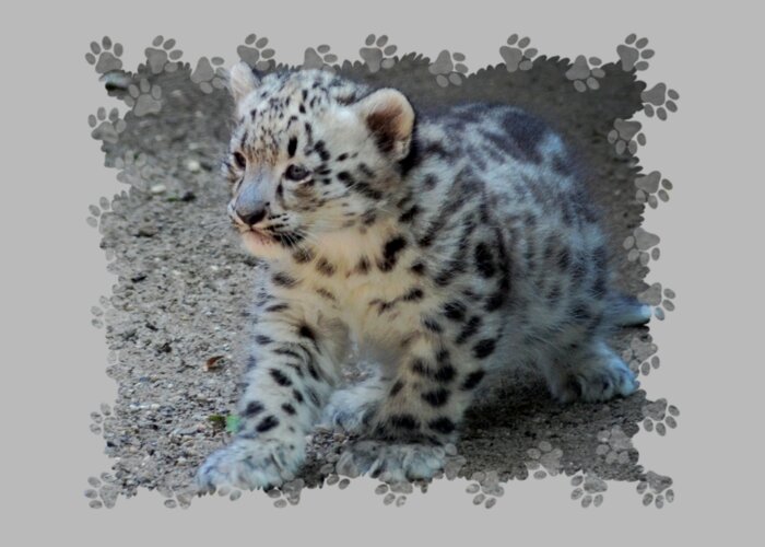 Terry Deluco Greeting Card featuring the photograph Snow Leopard Cub Paws Border by Terry DeLuco