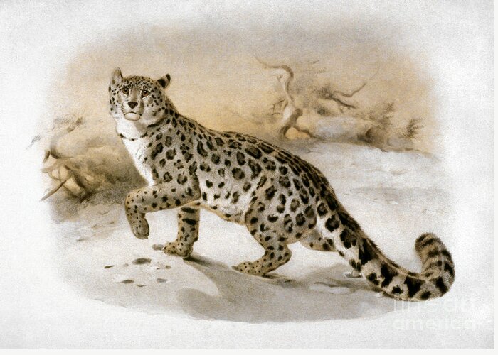 1883 Greeting Card featuring the photograph Snow Leopard by Granger