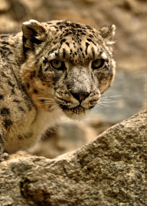San Diego Zoo Greeting Card featuring the photograph Snow Leopard by Matt MacMillan