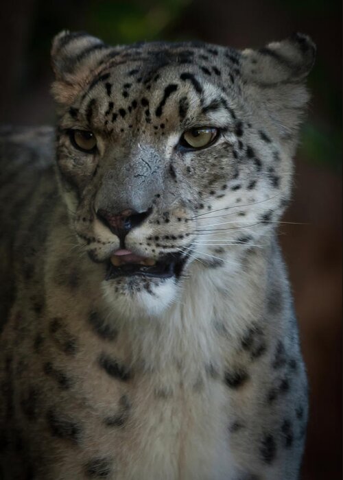 Snow Leopard Greeting Card featuring the photograph Snow Leopard by Roger Mullenhour