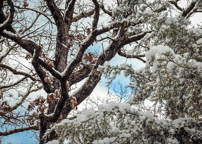 Horizontal Greeting Card featuring the photograph Snow on a Cedar by Doug Long