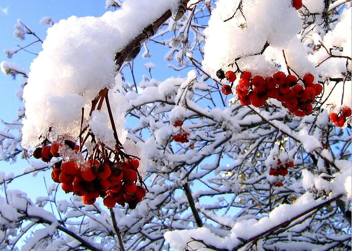 Snow Greeting Card featuring the photograph Snow On The Mountain Ash by Will Borden