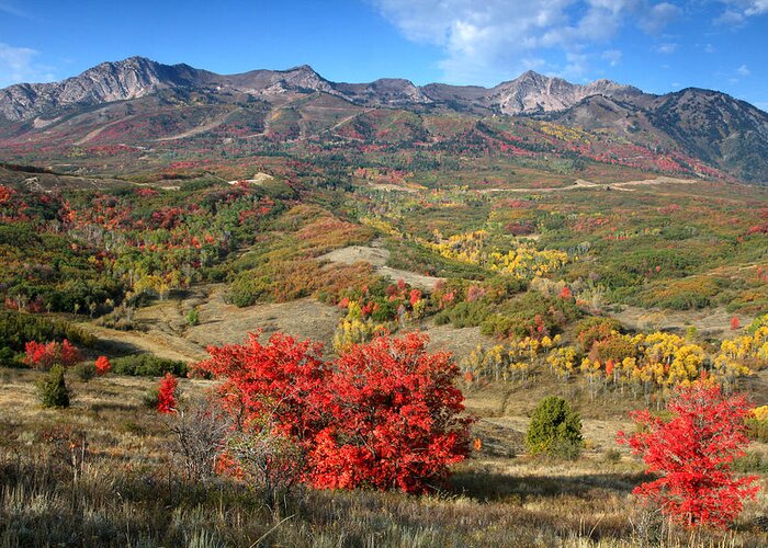 Snowbasin Greeting Card featuring the photograph Snowbasin and Autumn Colors by Brett Pelletier