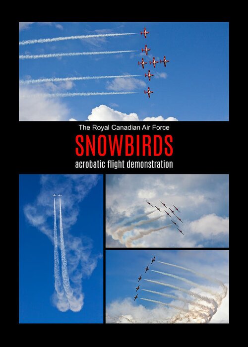 Snowbirds Greeting Card featuring the photograph Snowbirds Collage 2 by Tatiana Travelways
