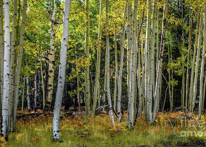 Trees Greeting Card featuring the photograph Snowbowl Aspens by David Meznarich