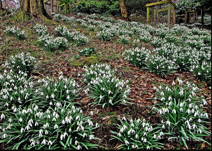 Snowdrop Greeting Card featuring the photograph Snowdrops In Spring Woodland by Martyn Arnold