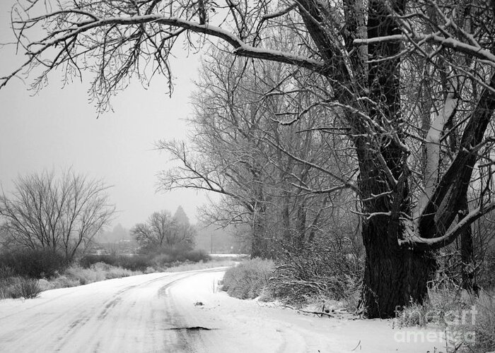 Winter Greeting Card featuring the photograph Snowy Branch over Country Road - Black and White by Carol Groenen
