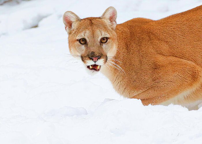 Cougar Greeting Card featuring the photograph Snowy Cougar by Steve McKinzie