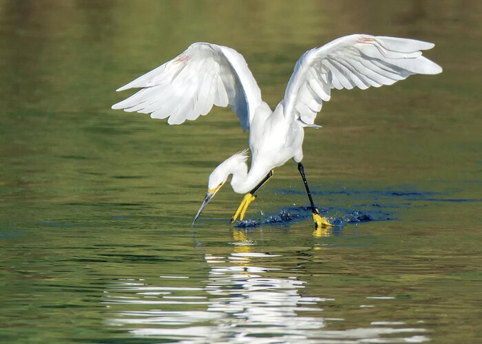 Snowy Greeting Card featuring the photograph Snowy Egret 5266-092117-1cr by Tam Ryan