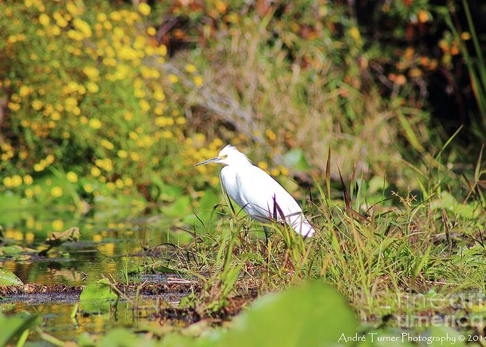  Greeting Card featuring the photograph Snowy Egret by Andre Turner