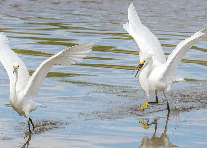Snowy Greeting Card featuring the photograph Snowy Egret Chase 1382-111317-3cr by Tam Ryan
