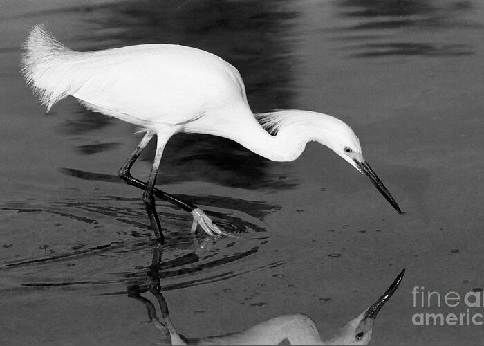 Egret Greeting Card featuring the photograph Snowy Egret Fishing by John Harmon