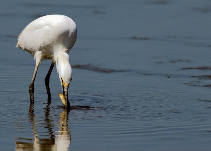 Snowy Egret Greeting Card featuring the photograph Snowy Egret fishing by Sam Rino