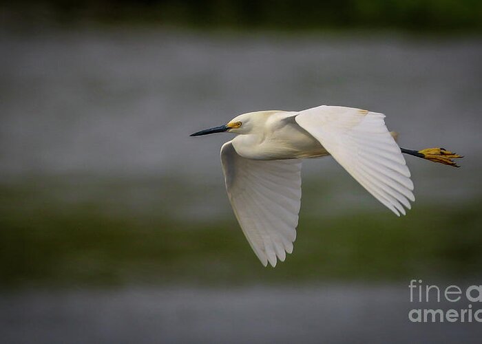Egret Greeting Card featuring the photograph Snowy Egret Fly-By by Tom Claud