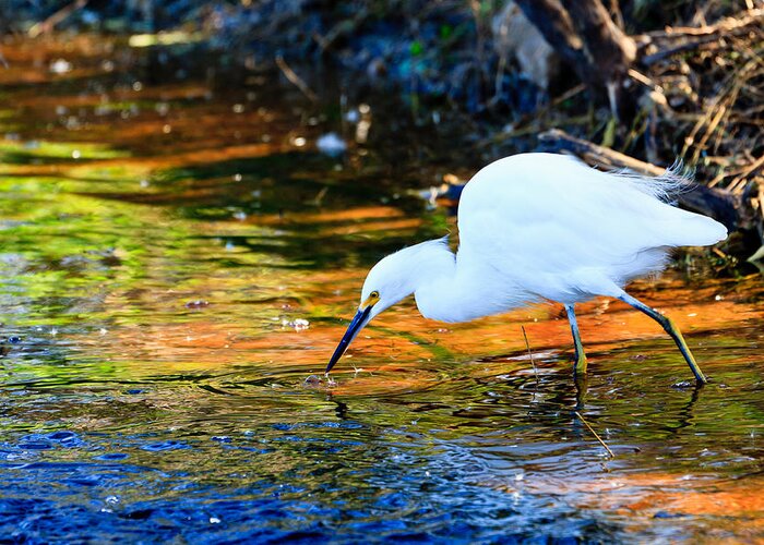 Snowy Egret Greeting Card featuring the photograph Snowy Egret Hunting 2 by Ben Graham