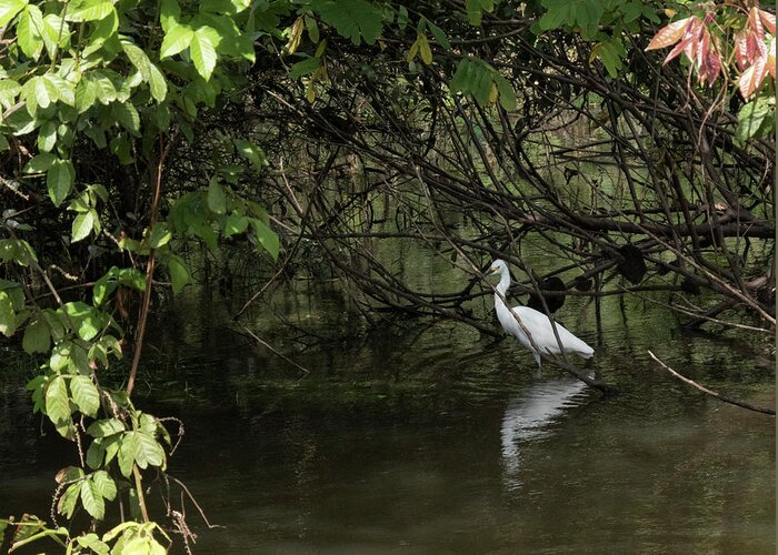 Egret Greeting Card featuring the photograph Snowy Egret by Jessica Levant