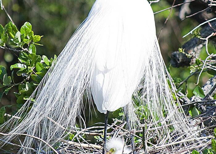 Egret Greeting Card featuring the photograph Snowy Egret Mom and Chick by Kenneth Albin