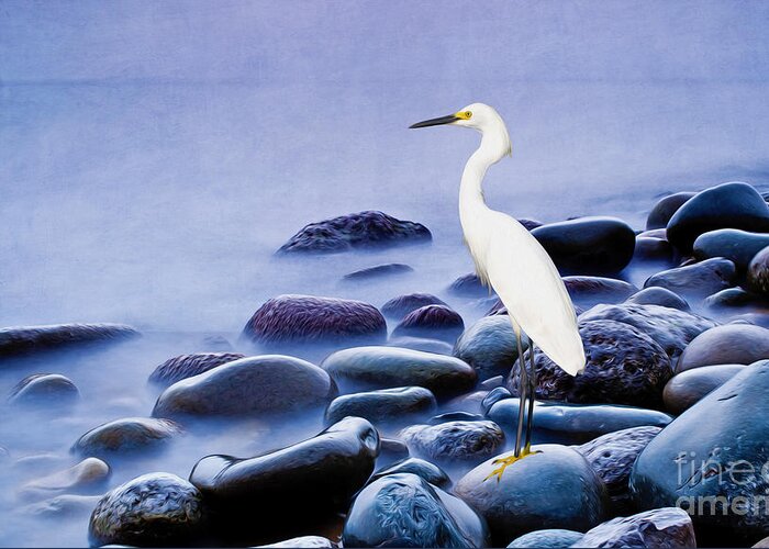 Snowy Egret Greeting Card featuring the photograph Snowy Egret on the Rocks by Laura D Young
