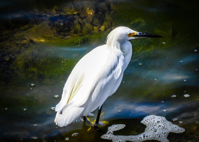 Snowy Egret Greeting Card featuring the photograph Snowy Egret by Pamela Newcomb