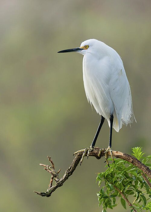 Dawn Currie Photography Greeting Card featuring the photograph Snowy Egret Portrait by Dawn Currie