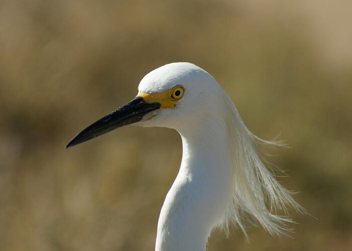 Birds Greeting Card featuring the photograph Snowy Egret Profile 1 by Ernest Echols