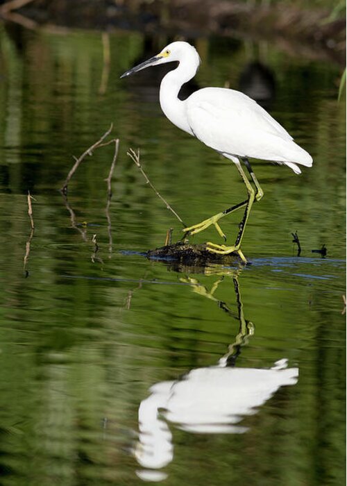 Egret Greeting Card featuring the photograph Snowy Egret Reflection by Mark Harrington