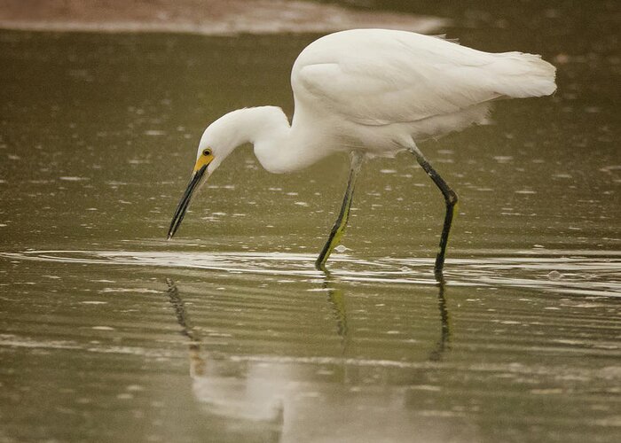 Snowy Egret Greeting Card featuring the photograph Snowy Egret Soft Reflection 5769-112717-2cr by Tam Ryan