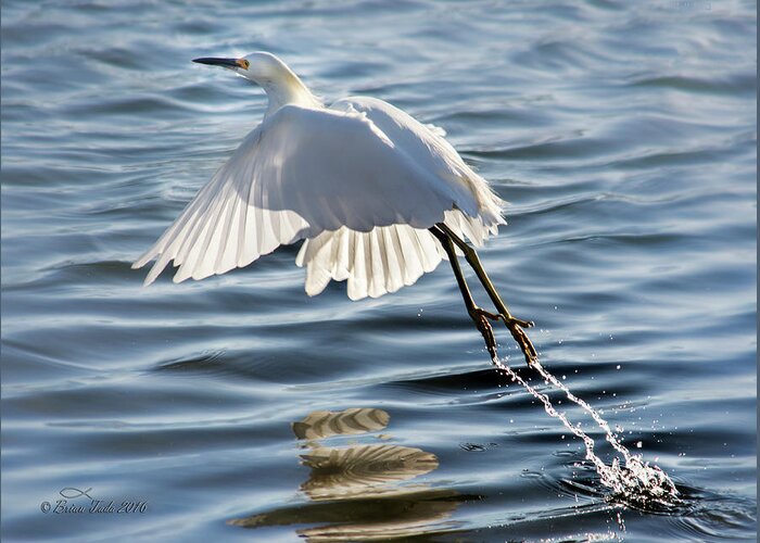 Snowy Egret Greeting Card featuring the photograph Snowy Egret Taking Flight With Water Streams by Brian Tada