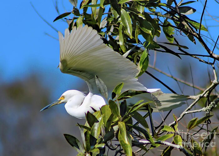 Nature Greeting Card featuring the photograph Snowy Egret Taking Flight - Egretta Thula by DB Hayes